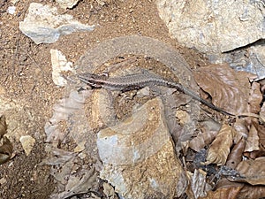Common wall lizard Podarcis muralis, die Mauereidechse, Pozidna kuÅ¡Äarica ili ObiÄni zidni guÅ¡ter - Vintgar Gorge